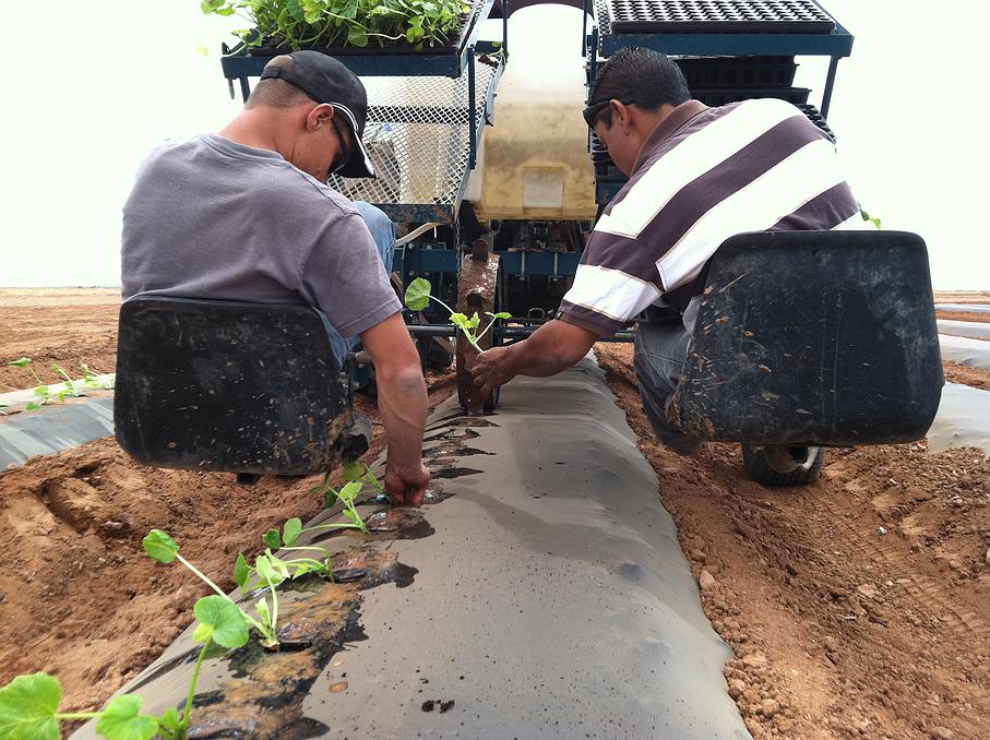 1d3131_7a8c33f00f1c41eaa33649d934e08758.jpg_srb_p_908_678_75_22_0.50_1.20_0.00_jpg_srb